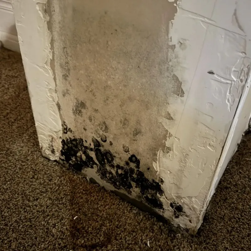 Professional Mold Removal in Colfax, CA